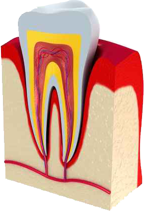 Endodontics